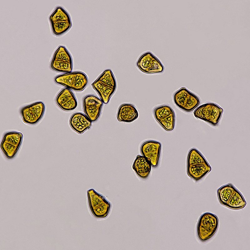 Tritomaria exsectiformis